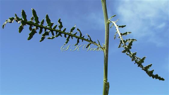  Stem with lower cauline leaves